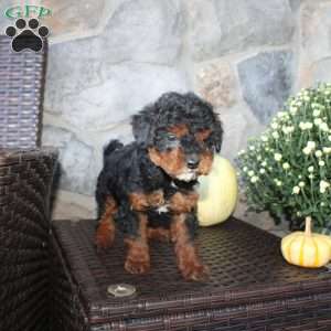 Tasha, Mini Aussiedoodle Puppy
