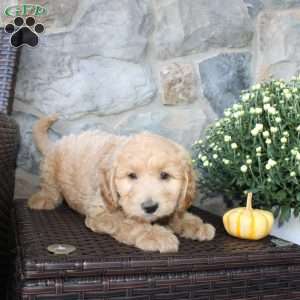 Tinker, Mini Aussiedoodle Puppy