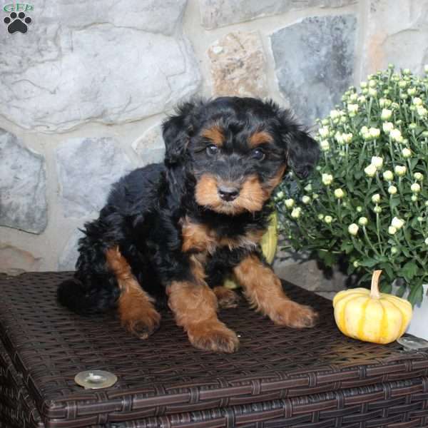 Tommy, Mini Aussiedoodle Puppy