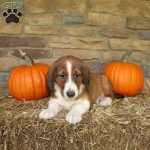 Autumn, Basset Hound Mix Puppy