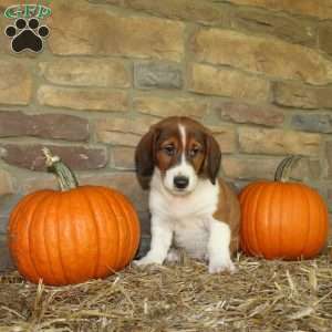Austin, Basset Hound Mix Puppy