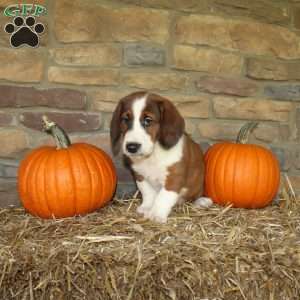 Atlas, Basset Hound Mix Puppy