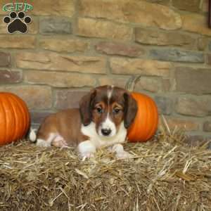 Aspen, Basset Hound Mix Puppy
