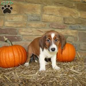 Asher, Basset Hound Mix Puppy