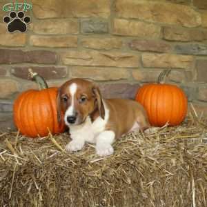 Acorn, Basset Hound Mix Puppy
