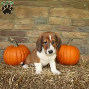 Ace, Basset Hound Mix Puppy