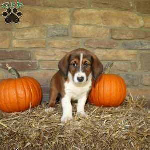 Abe, Basset Hound Mix Puppy