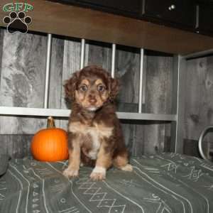 Tulip, Mini Aussiedoodle Puppy