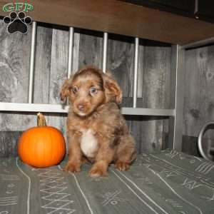 Tina, Mini Aussiedoodle Puppy