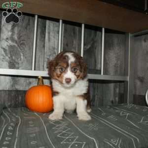 Tilly, Mini Aussiedoodle Puppy