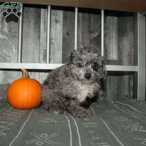 Becca, Miniature Poodle Puppy
