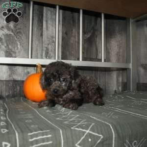 Bubbles, Miniature Poodle Puppy
