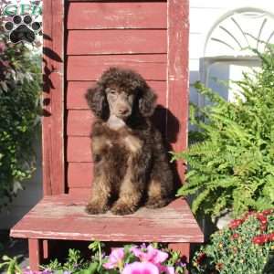 Sharon, Miniature Poodle Puppy
