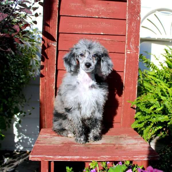 Sasha, Miniature Poodle Puppy