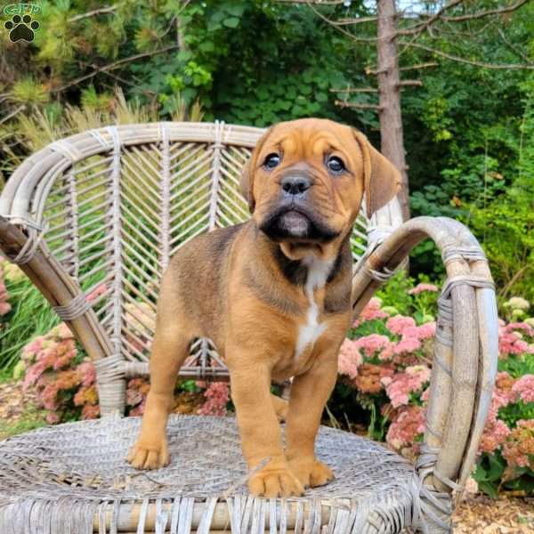Everest, Boxador Puppy