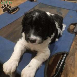 Blue., Goldendoodle Puppy