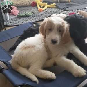 Miss Pink, Goldendoodle Puppy