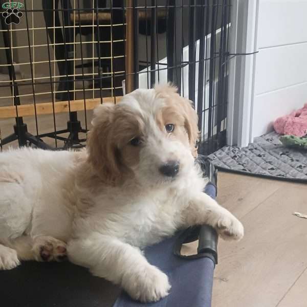 Miss Pink, Goldendoodle Puppy