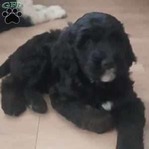 Red, Goldendoodle Puppy
