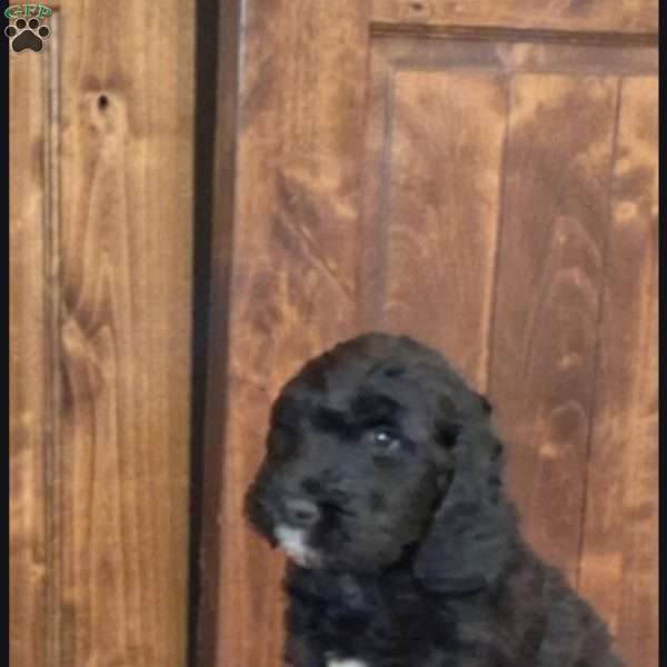 Red, Goldendoodle Puppy