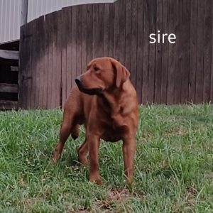 dad