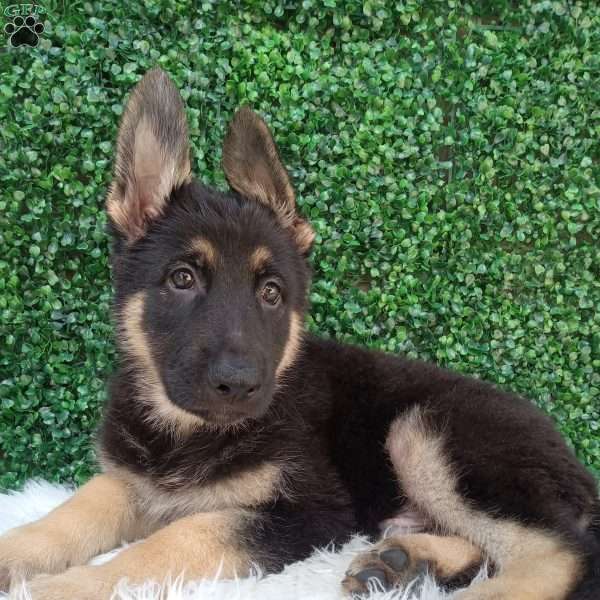 Max, German Shepherd Puppy