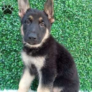 Max, German Shepherd Puppy