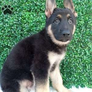 Max, German Shepherd Puppy