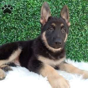 Max, German Shepherd Puppy