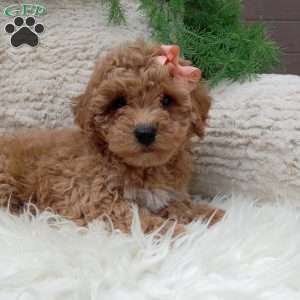 Willow, Bich-Poo Puppy
