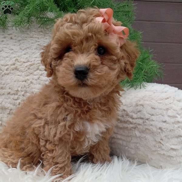Willow, Bich-Poo Puppy
