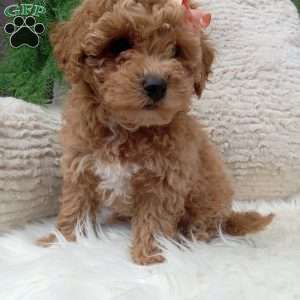 Willow, Bich-Poo Puppy