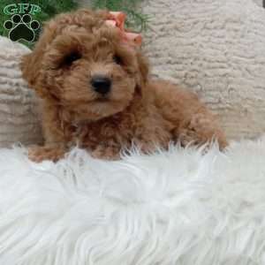 Willow, Bich-Poo Puppy