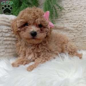 Izzy, Bich-Poo Puppy