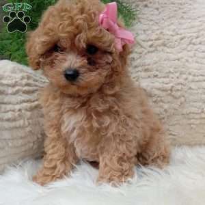 Izzy, Bich-Poo Puppy