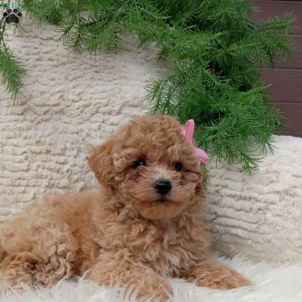 Izzy, Bich-Poo Puppy