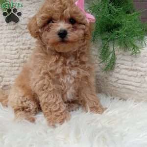 Izzy, Bich-Poo Puppy