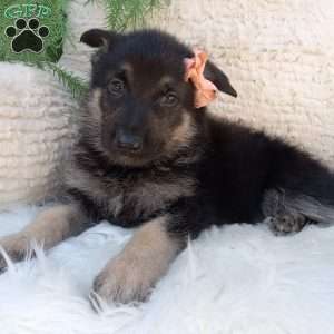 Roxy, German Shepherd Puppy