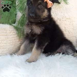 Roxy, German Shepherd Puppy
