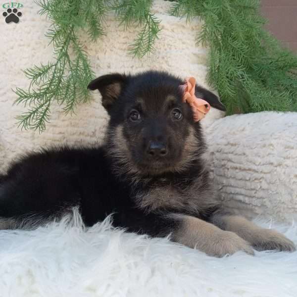 Roxy, German Shepherd Puppy