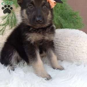 Roxy, German Shepherd Puppy
