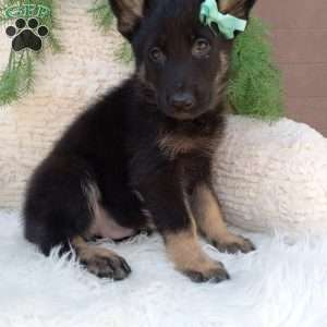 Bandit, German Shepherd Puppy