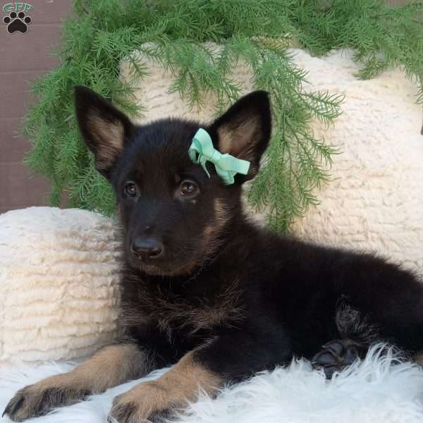 Bandit, German Shepherd Puppy
