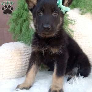 Bandit, German Shepherd Puppy