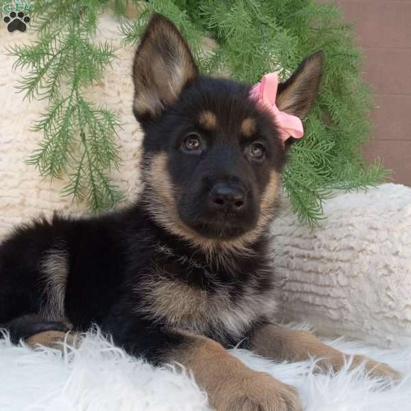 Callie, German Shepherd Puppy