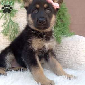 Callie, German Shepherd Puppy