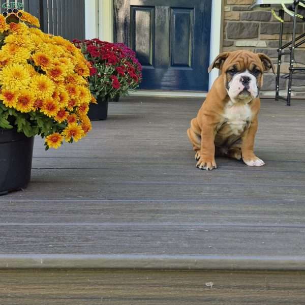 Benny, Olde English Bulldogge Puppy