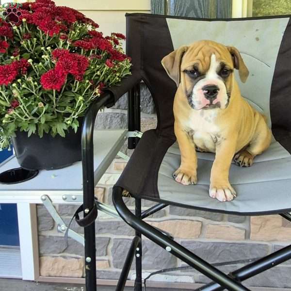 Scooter, Olde English Bulldogge Puppy