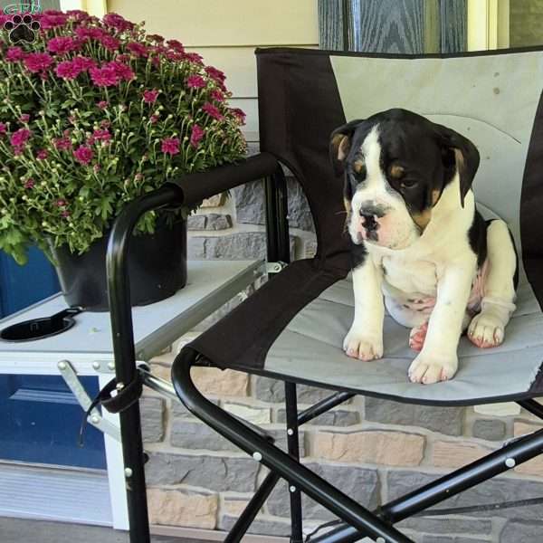 Ollie, Olde English Bulldogge Puppy