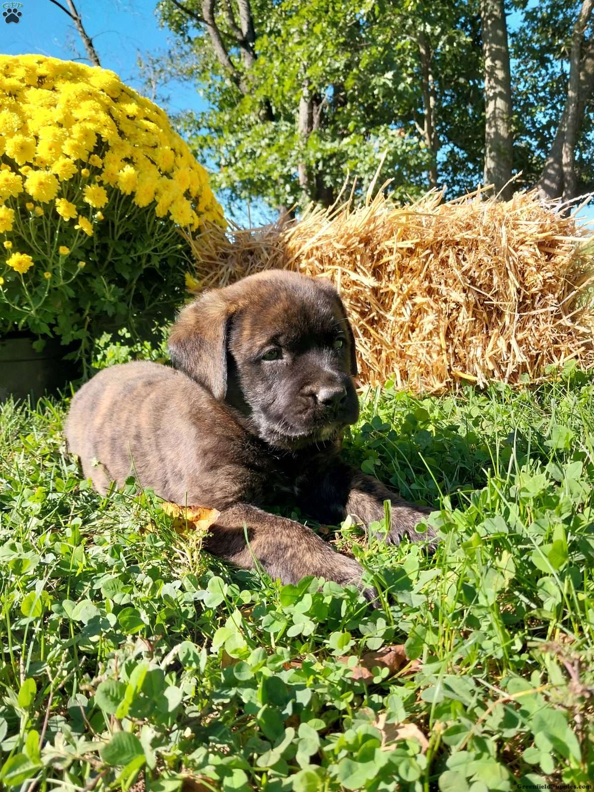 Sammy